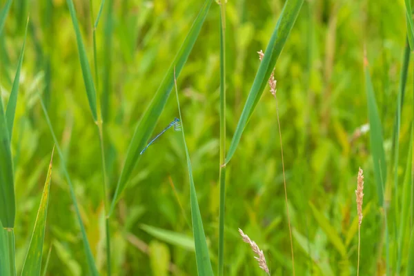 Little Blue Dragonfly Sitting Green Stalk — Stock Photo, Image