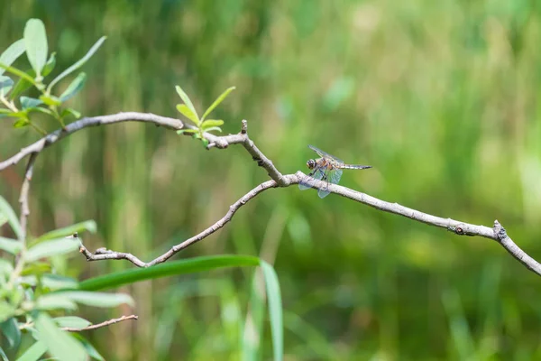 Dragonfly Odonata Витягнутими Крилами Травичку Задньому Плані Гарне Боке Створене — стокове фото