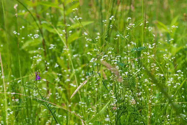 緑の野の上の小さな白い花 — ストック写真