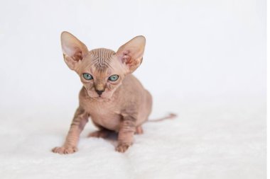 Küçük kedi yavrusu Sphynx - Felis catus - tüysüz kedi. Beyaz arka planda kedi yavrusu.