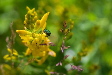 Sarı çiçekli küçük yeşil böcek..
