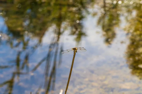 Dragonfly Odonata Outstretched Wings Blade Grass Background Beautiful Bokeh Created — Stock Photo, Image