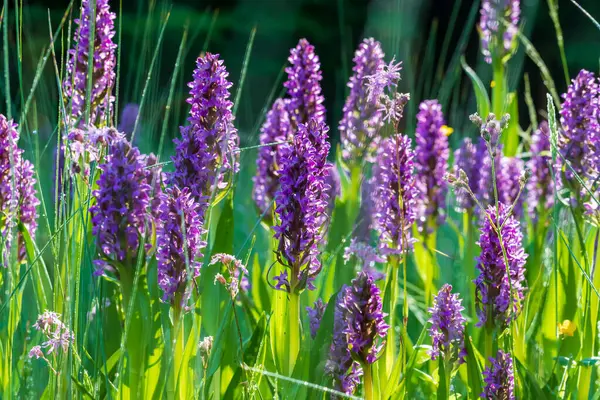 Paarse Orchidee Bloemen Orchidee Orchis Een Groen Veld Achtergrond Prachtig — Stockfoto