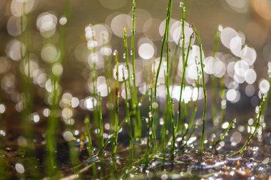 At kuyruğu ve sabah çiği damlaları. Arka planda bulanıklık ve fotoğraf tekniği. Güzel şaka..