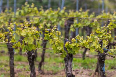 Çek Cumhuriyeti 'nin Güney Moravya bölgesindeki üzüm bağları.
