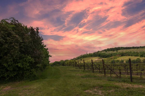 Vigneti Nella Moravia Meridionale Vicino Mikulov Nella Repubblica Ceca Sullo — Foto Stock