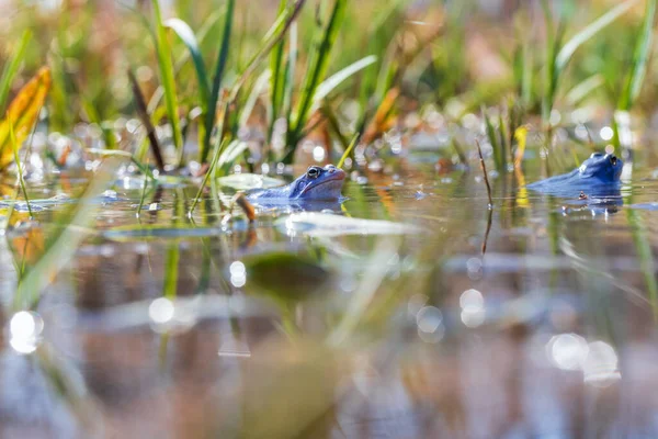 Blue Frog - Frog Arvalis on the surface of a swamp. Photo of wild nature