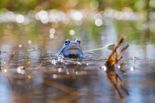 Rana Azul Rana Arvalis Superficie Pantano Foto Naturaleza Salvaje — Foto de Stock