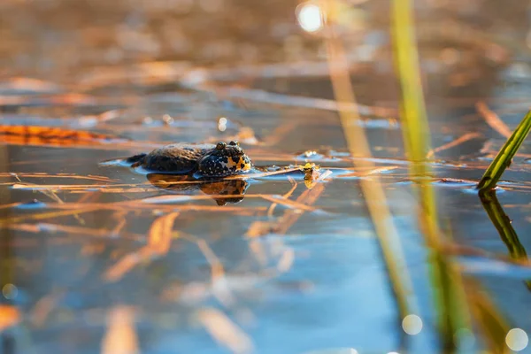 火蛙常见的蛤蟆 邦比纳蛙栖息在池塘表面 这照片上有个漂亮的假 — 图库照片