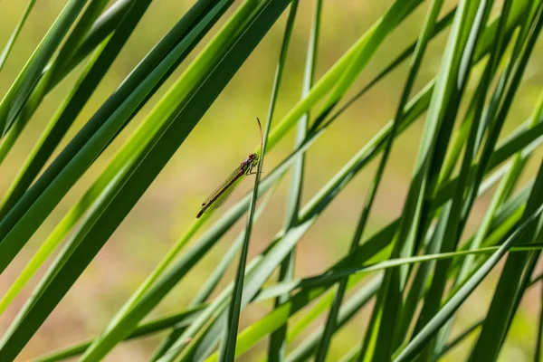 Libélula Odonata Com Asas Estendidas Uma Lâmina Grama Fundo Belo — Fotografia de Stock