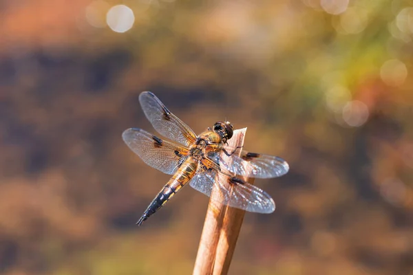 Dragonfly Odonata Outstretched Wings Blade Grass Background Beautiful Bokeh Created — Stock Photo, Image