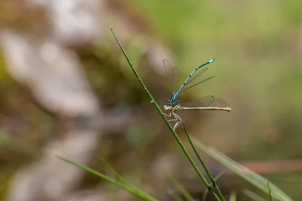 Dragonfly Odonata Aripi Întinse Lamă Iarbă Fundal Este Bokeh Frumos — Fotografie, imagine de stoc