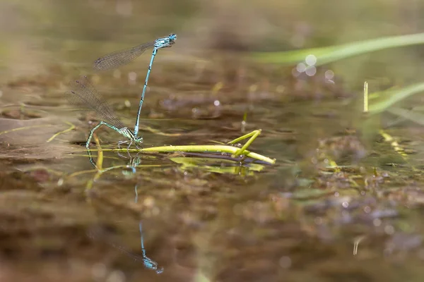 Dragonfly Odonata Med Utsträckta Vingar Ett Grässtrå Bakgrunden Finns Vacker — Stockfoto