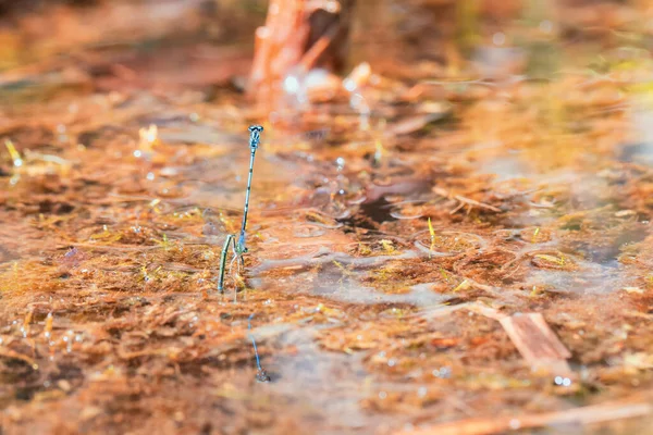 Dragonfly Odonata Витягнутими Крилами Травичку Задньому Плані Гарне Боке Створене — стокове фото