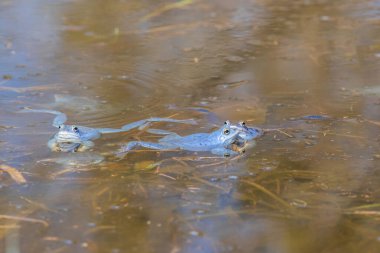 Mavi Kurbağa-Kurbağa Arvalis bir bataklığın yüzeyinde. Vahşi doğanın fotoğrafı.