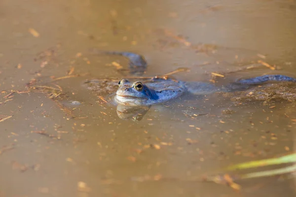 Rana Azul Rana Arvalis Superficie Pantano Foto Naturaleza Salvaje — Foto de Stock