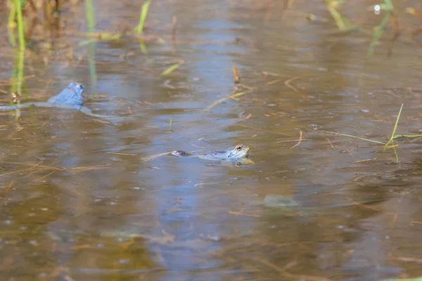 Blue Frog - Frog Arvalis on the surface of a swamp. Photo of wild nature