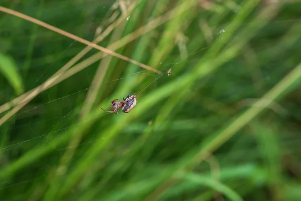 Una Pequeña Araña Trepa Una Telaraña Que Está Hierba — Foto de Stock