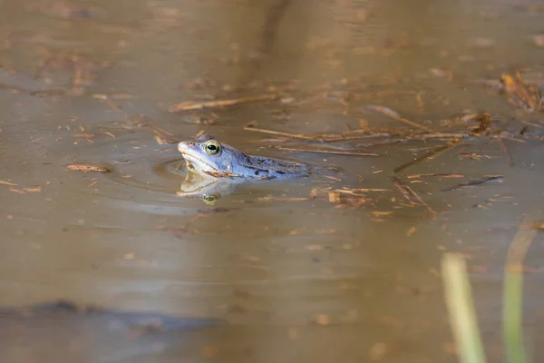 蓝色青蛙 沼泽表面的青蛙Arvalis 野生生物照片 — 图库照片