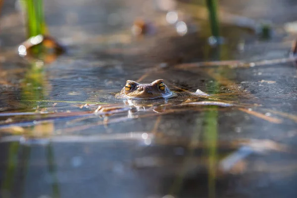 Rana Superficie Del Estanque Retrato Cerca Cabeza Sapo Rana Bufo — Foto de Stock