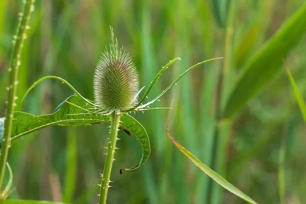 牧草地で野生のアザミの花 背景は緑 — ストック写真