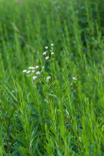 White Flower Yellow Center Green Field — Stock Photo, Image