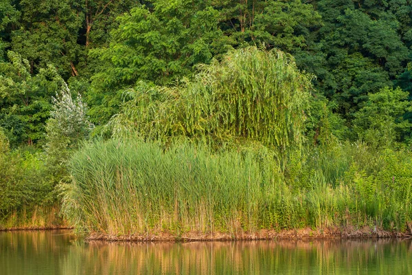 池の真ん中に浮かぶ島 リードは水から成長する 海岸には柳がいる — ストック写真