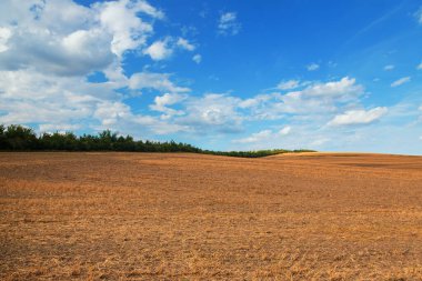 Çek Cumhuriyeti 'nde Strazovice yakınlarında güzel bir manzara. Tarlada tahıl hasadı. Mavi gökyüzü ve bulutlar.