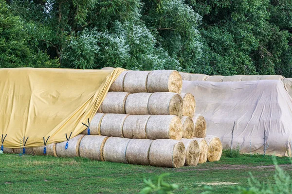 Wrapped straw bales. The bales are stacked in a meadow and covered with a tarpaulin against the rain.