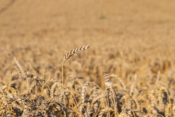 Detail of a cob and a field of grain before harvest. grain field