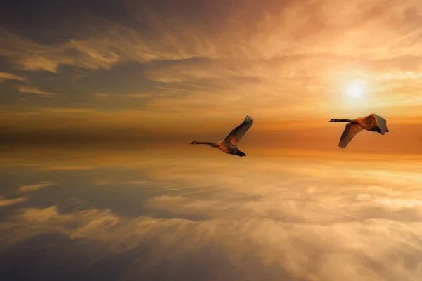 Two big geese flying in the sky at sunset.