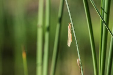 Yusufçuk - Çimlerin üzerinde uzanan kanatları olan Odonata. Arka planda bir mercek tarafından yapılmış güzel bir bokeh var..