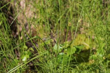 Yusufçuk - Çimlerin üzerinde uzanan kanatları olan Odonata. Arka planda bir mercek tarafından yapılmış güzel bir bokeh var..