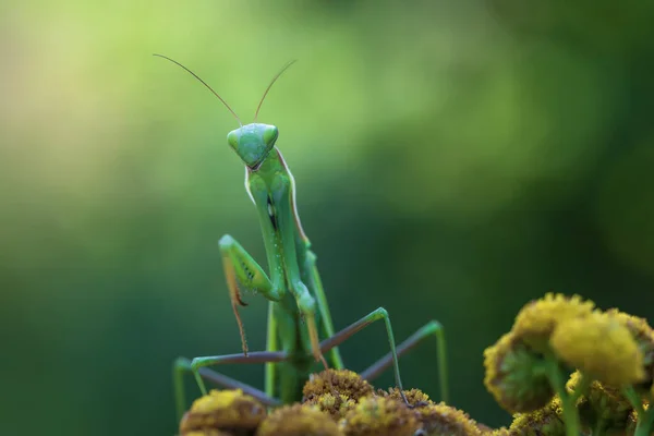 Mantis Retrato Religioso Mantis Insecto Una Flor Fondo Verde — Foto de Stock