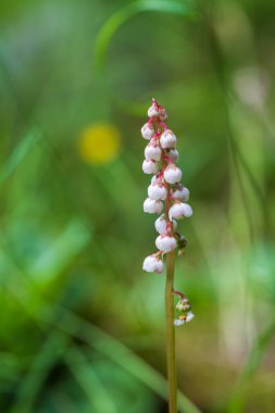 Yeşil arkaplanda beyaz çiçekler.