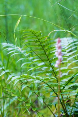 Ormandaki ıslak bir çayırda yeşil eğreltiotu yaprakları.