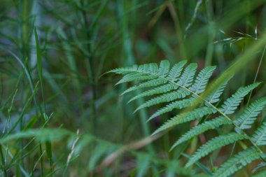 Ormandaki ıslak bir çayırda yeşil eğreltiotu yaprakları.