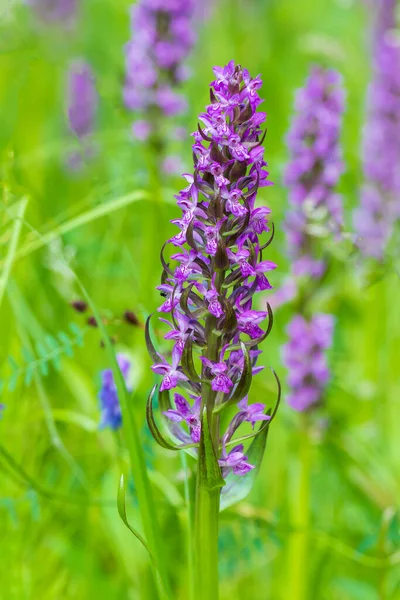 Paarse Orchidee Bloemen Orchidee Orchis Een Groen Veld Achtergrond Prachtig — Stockfoto