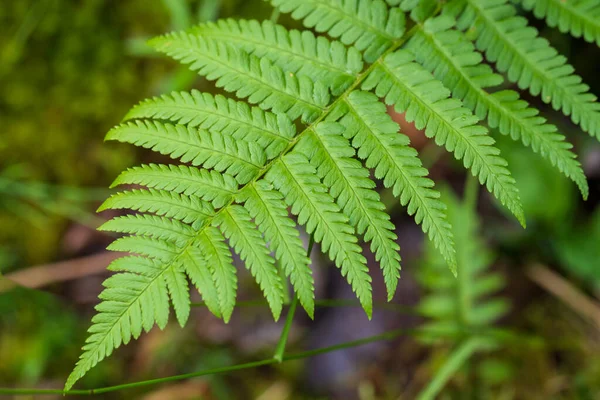 Groene Bladeren Van Varens Een Natte Weide Het Bos — Stockfoto