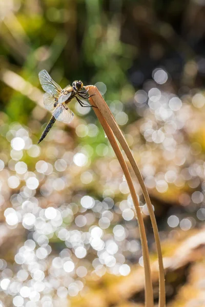 Dragonfly Odonata Outstretched Wings Blade Grass Background Beautiful Bokeh Created — Stock Photo, Image