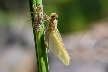 Yusufçuk - Çimlerin üzerinde uzanan kanatları olan Odonata. Arka planda bir mercek tarafından yapılmış güzel bir bokeh var..