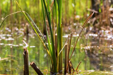 Yusufçuk - Çimlerin üzerinde uzanan kanatları olan Odonata. Arka planda bir mercek tarafından yapılmış güzel bir bokeh var..