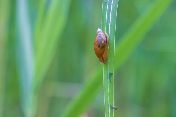 Small Snail Shell Blade Green Grass — Stock Photo, Image