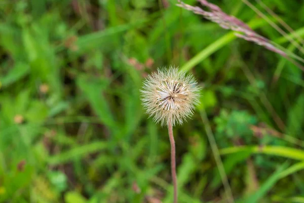 Yeşil Çayır Arka Planında Çiçek Açan Karahindiba Çiçeği — Stok fotoğraf