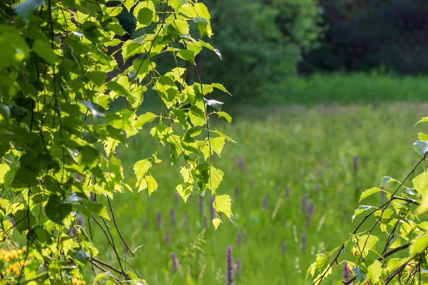 Grüne Blätter Einer Birke Auf Der Wiese Die Blätter Werden — Stockfoto