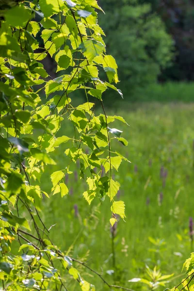 草地上的白桦树绿叶 树叶被阳光照亮了 — 图库照片