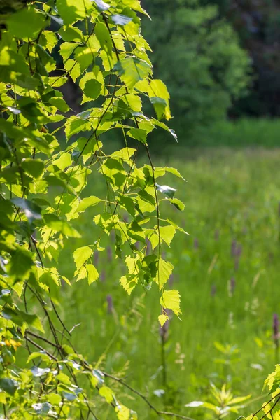 Folhas Verdes Uma Bétula Prado Folhas São Iluminadas Pelo Sol — Fotografia de Stock