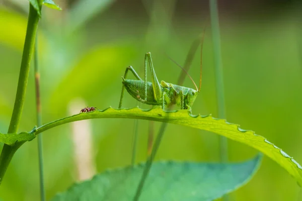 Green Grasshopper Tettigonia Viridissima Sitting Leaf Grass Grasshopper Has Long — Stock Photo, Image