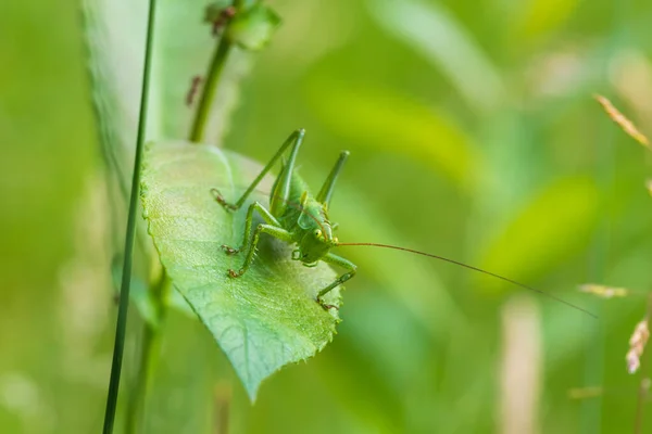 Grasshopper Verde Tettigonia Viridissima Sentado Una Hoja Hierba Saltamontes Tiene — Foto de Stock