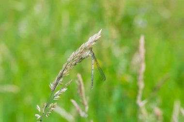 Yusufçuk - Çimlerin üzerinde uzanan kanatları olan Odonata. Arka planda bir mercek tarafından yapılmış güzel bir bokeh var..